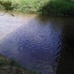 知内川河口付近で小鮎釣り