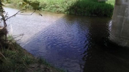 知内川河口付近で小鮎釣り