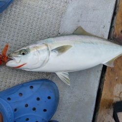 虎ノ介さんでタイラバ