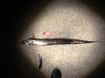 鯖からの太刀魚
