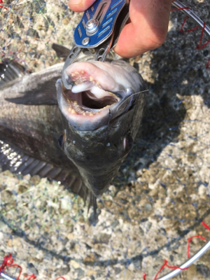 本日は魚の活性が高い！