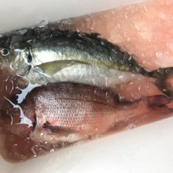 貝塚でサビキからの田尻の釣堀。