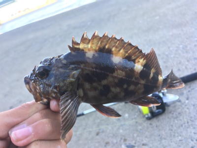 かもめ大橋にチヌ＆五目釣り