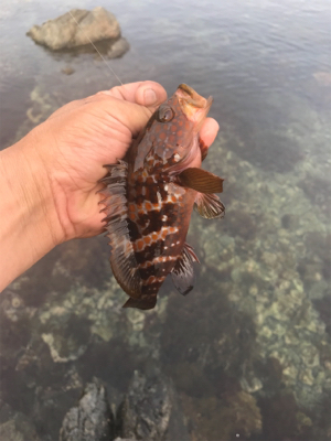 根魚祭り