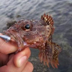 ガシラの刺身が食べたくて