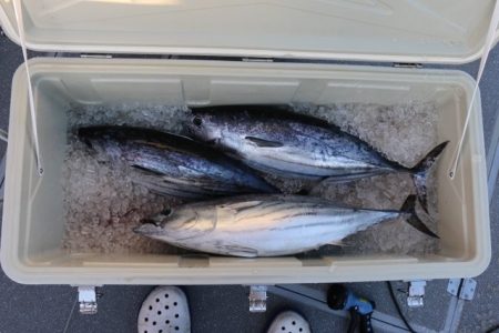 へいみつ丸 釣果