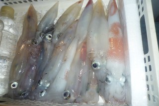 松福丸 釣果