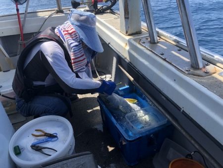 幸風（さちかぜ） 釣果