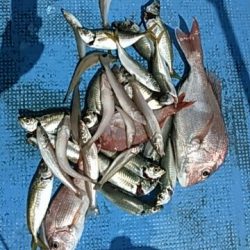 フィッシングガイド りょう 釣果