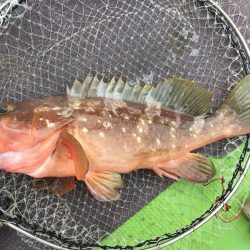 来島海峡で底物狙い