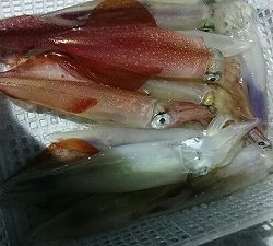 海龍丸（福岡） 釣果