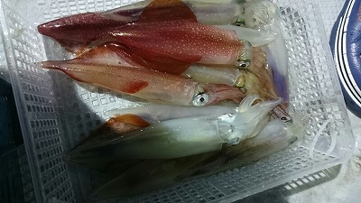 海龍丸（福岡） 釣果