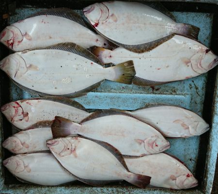 明神釣船 釣果