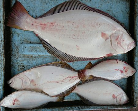 明神釣船 釣果