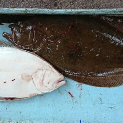 明神釣船 釣果