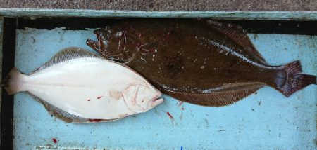 明神釣船 釣果