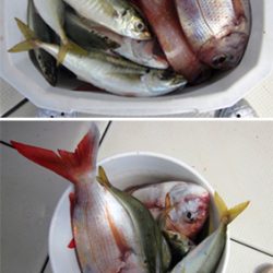 来温丸（らいおんまる） 釣果