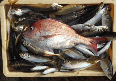 荒川屋 釣果