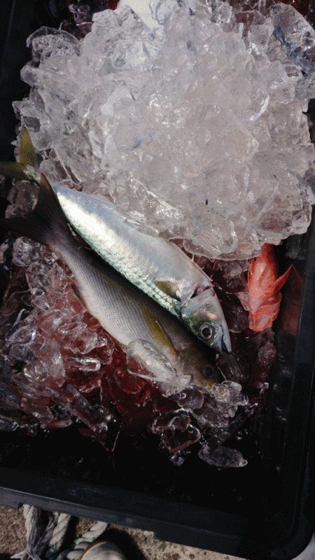 清和丸 釣果