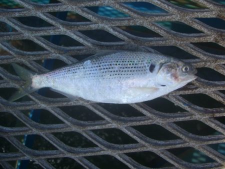 オリジナルメーカー海づり公園(市原市海づり施設) 釣果