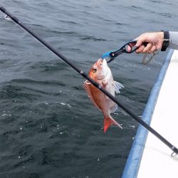 めだか屋 釣果