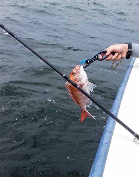 めだか屋 釣果