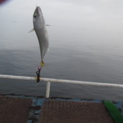 オリジナルメーカー海づり公園(市原市海づり施設) 釣果