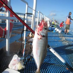 オリジナルメーカー海づり公園(市原市海づり施設) 釣果