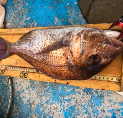 幸吉丸 釣果