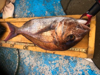 幸吉丸 釣果