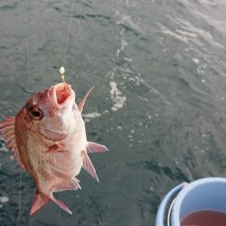 龍神丸（福井） 釣果