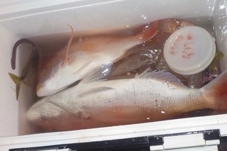 松福丸 釣果