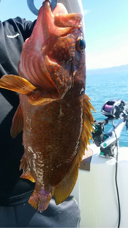 宝昌丸 釣果