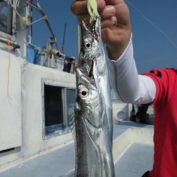 まとばや 釣果