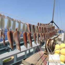 大進丸（愛知） 釣果