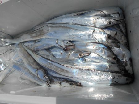 大進丸（愛知） 釣果