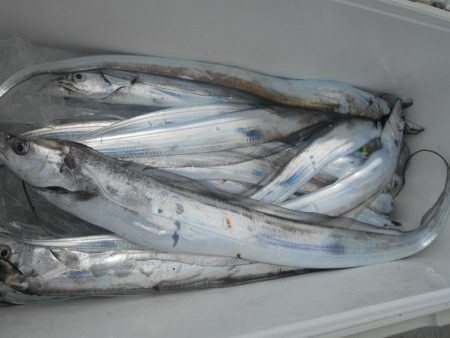 大進丸（愛知） 釣果