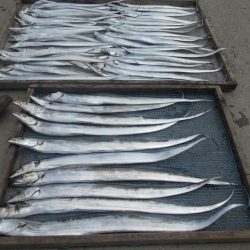 大進丸（愛知） 釣果