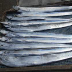 大進丸（愛知） 釣果