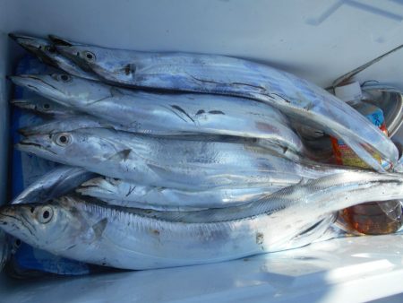 大進丸（愛知） 釣果