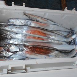 大進丸（愛知） 釣果