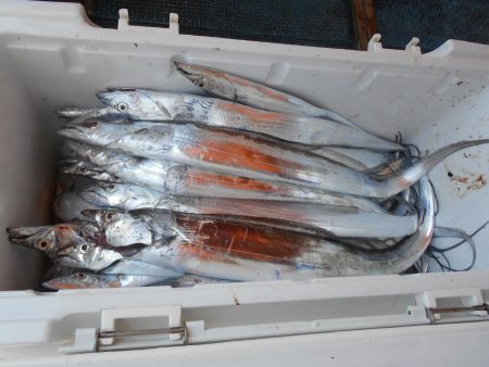 大進丸（愛知） 釣果