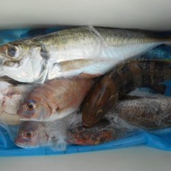 こかわ渡船　雅丸 釣果