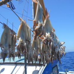 大進丸（愛知） 釣果