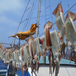 大進丸（愛知） 釣果