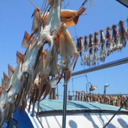 大進丸（愛知） 釣果