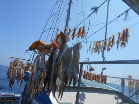 大進丸（愛知） 釣果