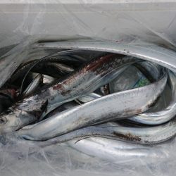 ＨＡＲＵＫＡ丸　はるかまる 釣果