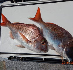 作十丸 釣果