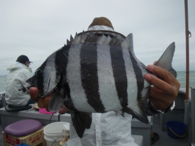 磯部釣船 直栄丸 釣果